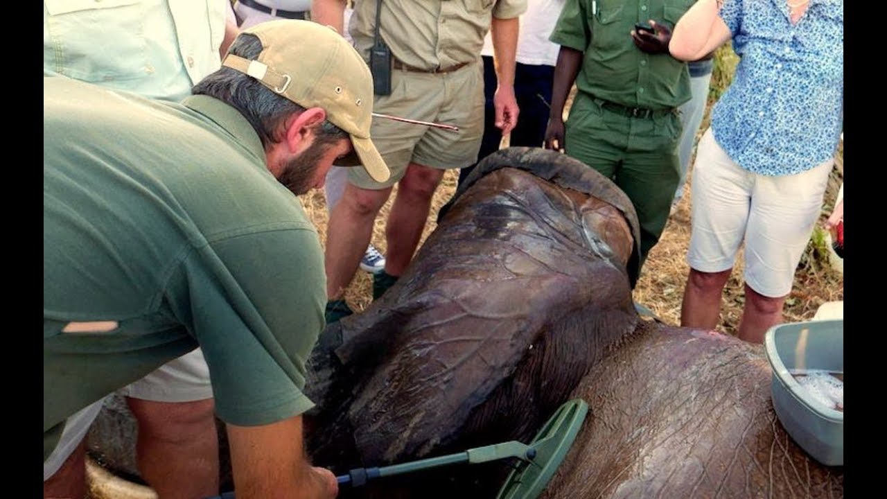 This Elephant Needed Urgent Medical Attention, So One Man Held Up a Metal Detector