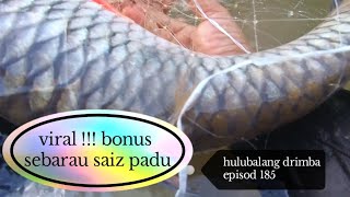 ni la yang dikatakan mati katak!! #viral bonus badong@sebarau saiz padu. epsd 185.