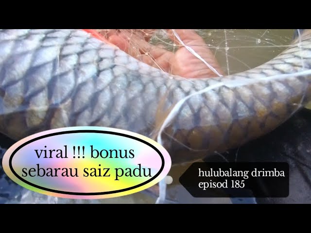 ni la yang dikatakan mati katak!! #viral bonus badong@sebarau saiz padu. epsd 185. class=