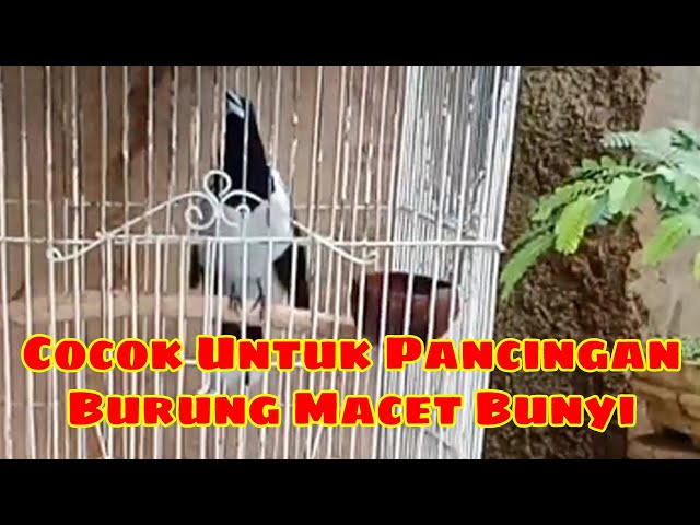 Burung Jagal Papua Gacor Cocok Untuk Pancingan Burung Macet Bunyi class=