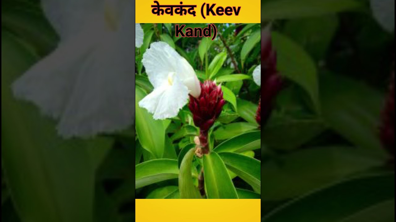 Kev kanda: benefits / Ayurveda insulin plant