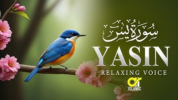 Relaxing Surah Yasin (Yaseen) سورة يس | Fill your heart with peace | EP -139 @islamicvideos.a.r