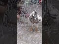 Em gà lai nhát người...