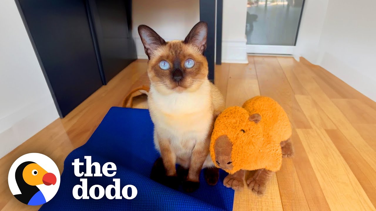 Cat Does Parkour Off Woman's Face Every Time She Tries To Do Yoga! | The Dodo