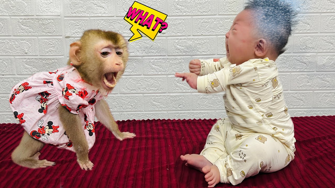 О боже! Обезьянка Диана даже не заметила, что у малыша новая стрижка!