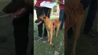 Belgian Malinois arrives at Dog Show #dog #ghdogtv #Belgianmalinois #shorts