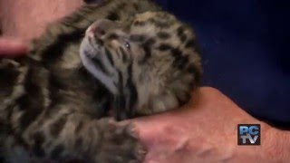 Triplet clouded leopard cubs mark third generation at Pt. Defiance Zoo