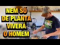 TIVE que IMPROVISAR no ALMOÇO + MUDAS nascendo DO NADA no HORTIDÁRIO | Henrique Buttler