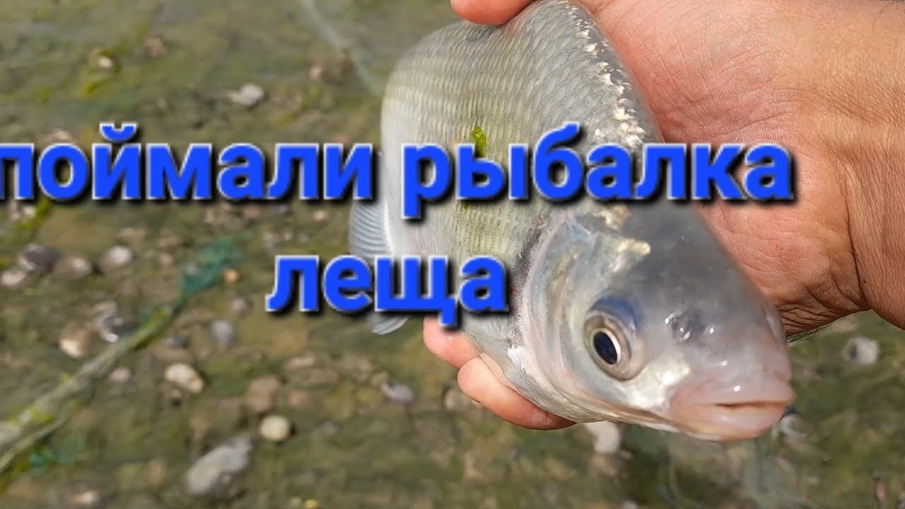 мохи капи бо тури Часпак