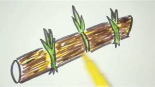 Drawing sugarcane