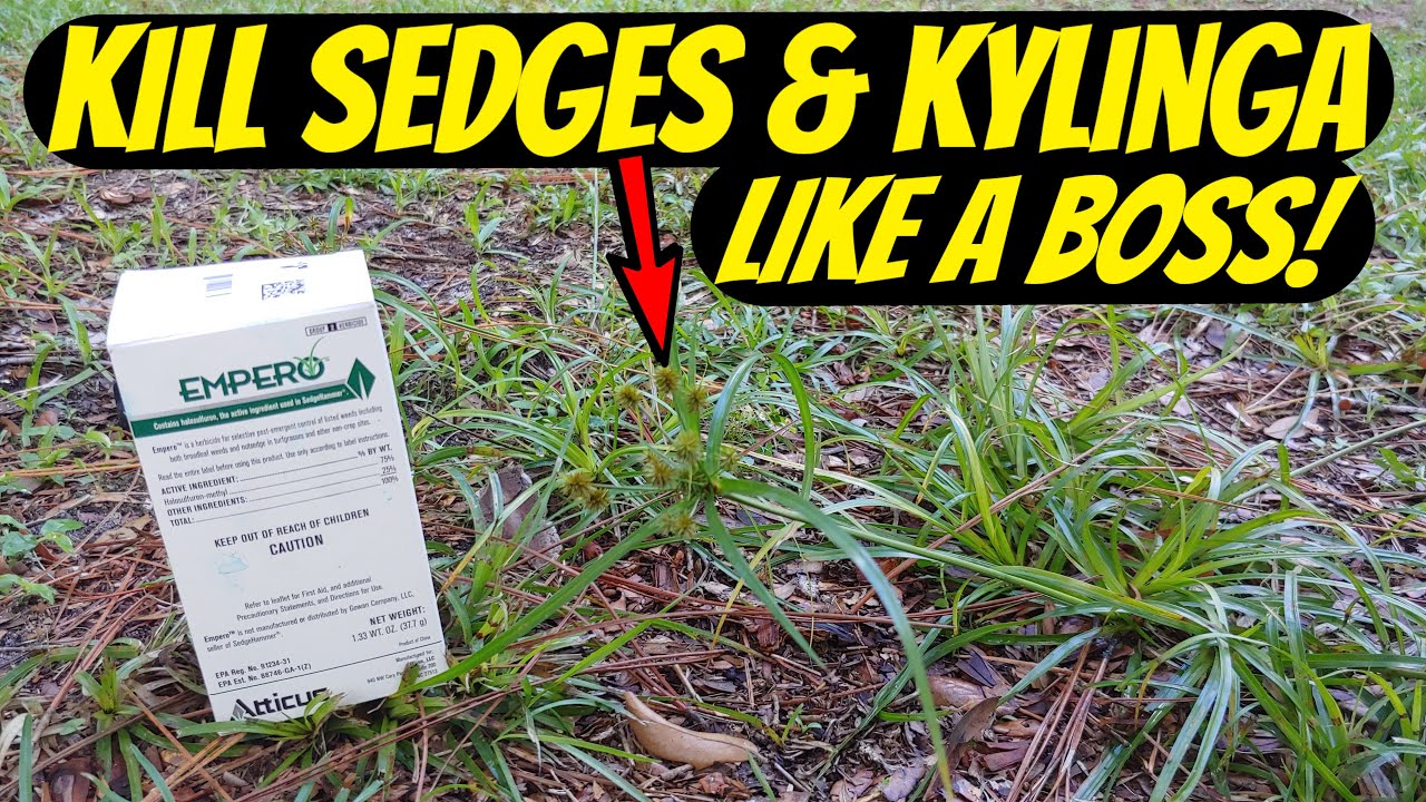 Kill Nutsedge & Kylinga With Empero; Cheaper Sedgehammer Review!