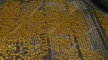 Automatic Broad beans frying production line fava beans fryer production line #fryermachines