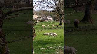 Agneaux et moutons à Gâtine #gâtine #saintaubind'aubigné