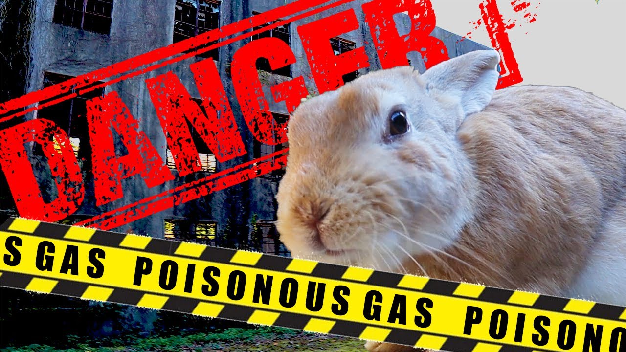 Bunnies trapped on a poisonous gas island YouTube