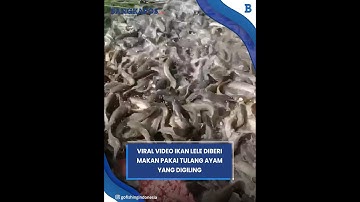 Viral Video Ikan Lele Diberi Makan Pakai Tulang Ayam yang Digiling