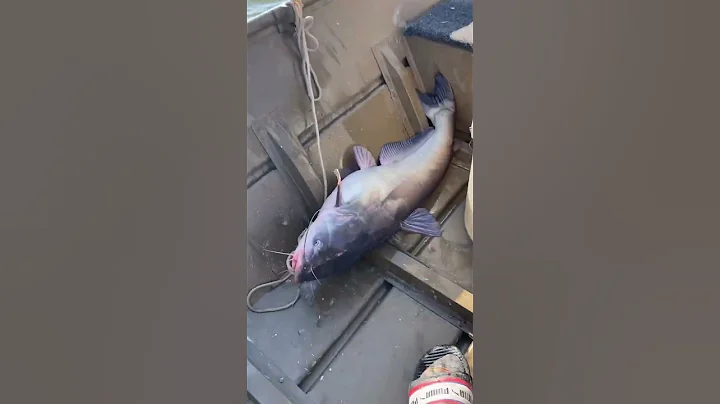 Catching GIANT Blue catfish‼️#shorts #bigfish #fishing #catfishing #catfish