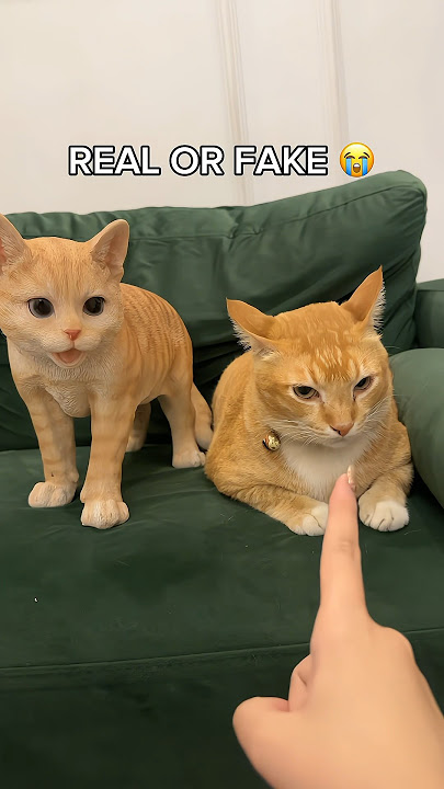 SIAPA YANG SUKA KUCING ?? 😍 | Klara Tania #shorts