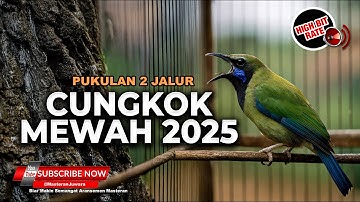 🔴 Tembakan 2 Jalur Pedas dan Kasar Full Cabe Rawit Masteran Cucak Cungkok Gacor Isian Mewah 2025