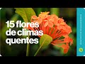 15 flores para climas quentes