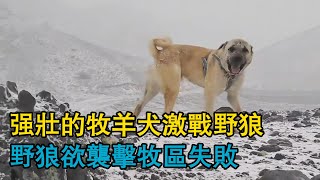 強壯的牧羊犬激戰野狼野狼欲襲擊牧區失敗被瘋狂摩擦後製服