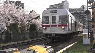 平成最後の春を迎え、桜が咲く長野電鉄沿線。
