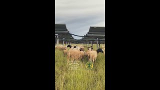 Solar Grazing Workshop: May 27-29, 2026