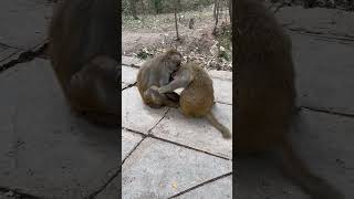 Funny monkey #141