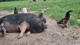 Funny. Pig Lures Mosquitoes And Chickens Eat Them