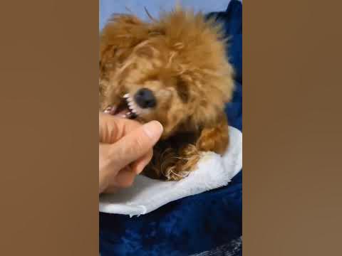 Молочные клыки до сих пор при нас...🦷 - YouTube