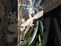#terrakultur #uroplatus #uroplatussikorae #gecko #geckos #zoo #reptile #lizard #terrarium #exoterra