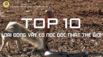 Top 10 Loài Động Vật Có Nọc Độc Nhất Thế Giới