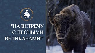 Экскурсия На встречу с лесными великанами!