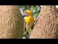 Baya Weaver Bird : Building Nest | Nest Construction | Home Making | Pune Maharashtra