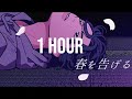 yama - 春を告げる - [1 HOUR LOOP]⏰