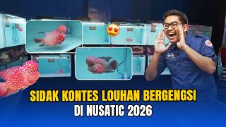 SIDAK KONTES LOUHAN BERGENGSI, LOUHAN TERBAIK DARI YANG TERBAIK‼️ — NUSATIC 2026
