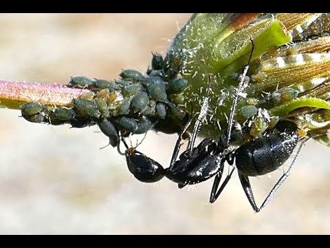 アリとアブラムシの共生関係 アブラムシからアリが蜜を受け取る Youtube
