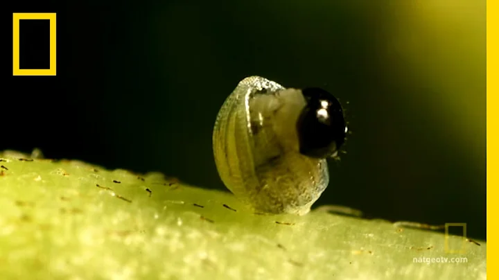 Butterfly: A Life | National Geographic - DayDayNews