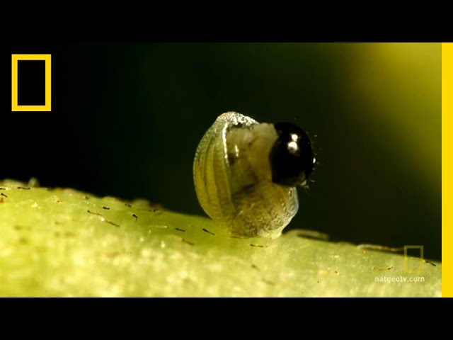 Butterfly: A Life | National Geographic class=