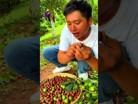 Video: Makadamiapähkinä on pähkinäv altakunnan tunnustettu kuningas