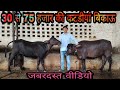 For Sale:- शानदार 6 कटडीयां बिक्री के लिए उपलब्ध 🎉🎉 Special Video For All Farmers 📸📸