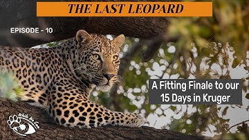 Closing the Chapter  - 15 Days in Kruger that Anyone Can Experience