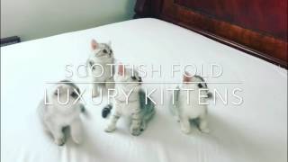 Adorable Scottish Fold and Scottish Straight Kittens by Luxury Kittens Scottish Fold 3,244 views 6 years ago 1 minute, 33 seconds