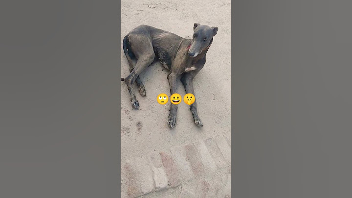 #shorts #shortsyoutube #shortsfeed #shortsviral #labrador