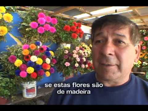 As Magníficas Flores de Madeira de Pucon, CHILE CL - thptnganamst.edu.vn