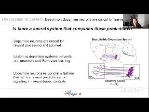 Dopamine release in the nucleus accumbens core signals perceived saliency recording thumbnail