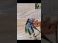 dangerous fight of insects ☠️👿