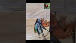 dangerous fight of insects ☠️👿