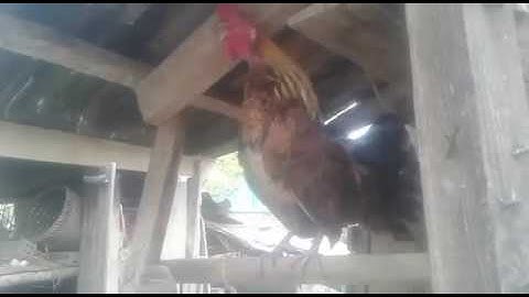 lau qaib poj zoo nkauj kawg li (24-03-2019)