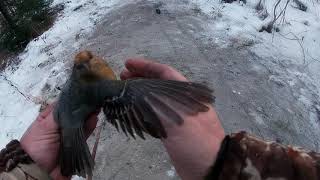 как правильно вынимать птицу из орнитологической сети