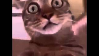 Смешные коты- кота кружат Смешные коты- кота кружат
